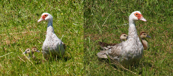 [Two photos spliced together. On the left the two ducklings sit in the grass with their heads facing opposite directions. The are on one side of their nearly all grey mother. She has a red patch around her eyes and across the top of her bill, but the rest of her is shades of white and grey. On the right all three birds are facing to the right. The ducklings are behind the mother so only their heads and a smal part of their bodies are visible.]